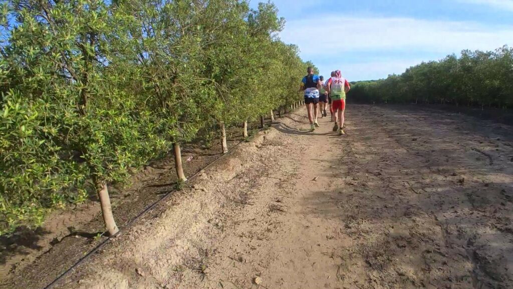 The Wine Runner - exploring vineyards