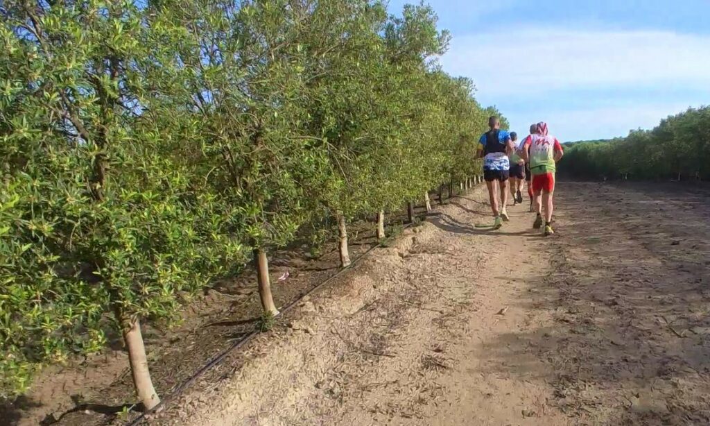 The Wine Runner ultra running through vineyards